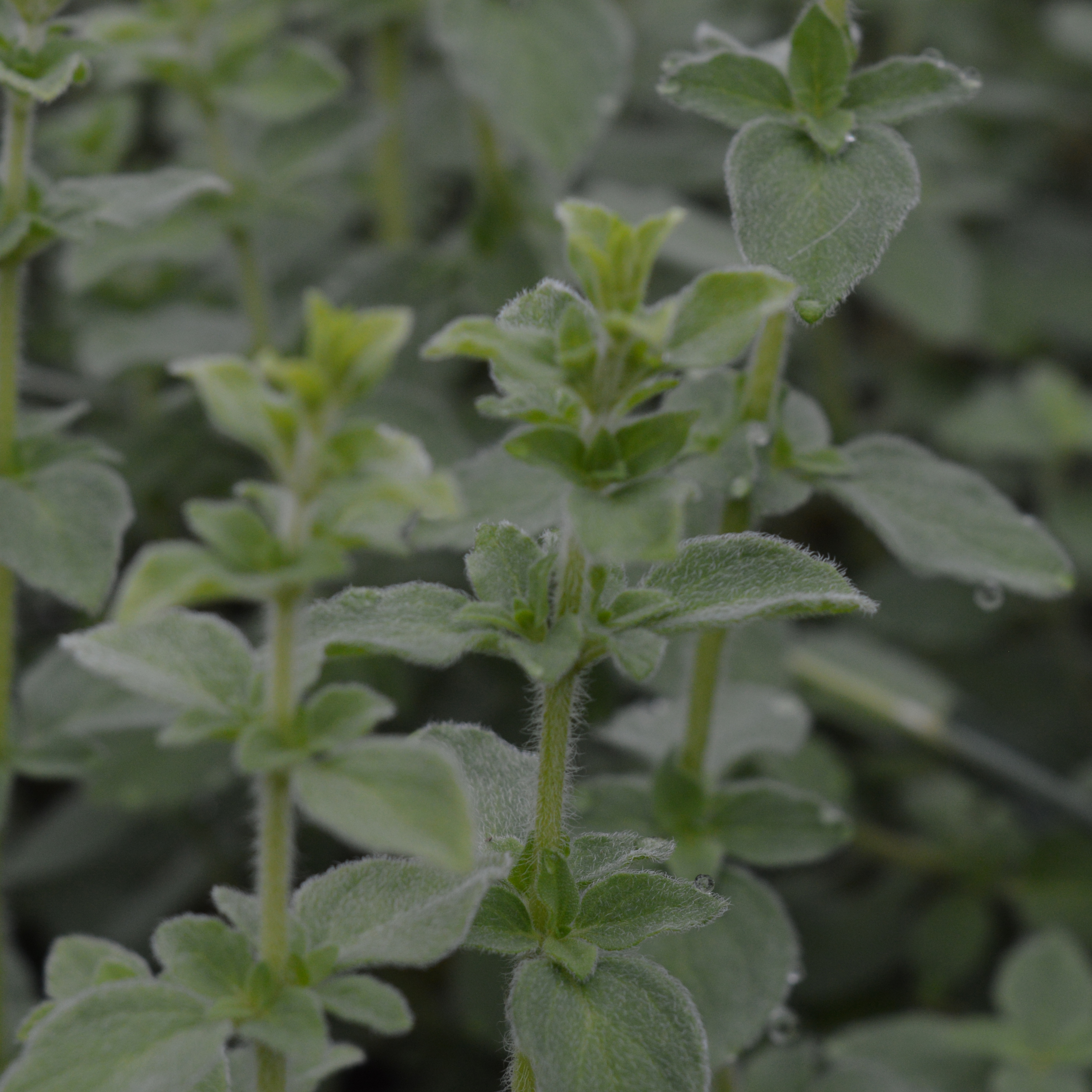 Origanum Hot 'n' Spicy